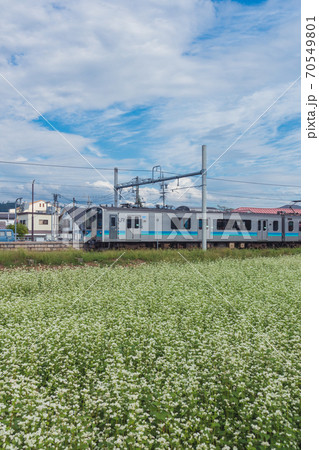 ソバの花咲く大糸線【安曇追分駅】 70549801