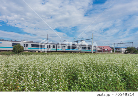 ソバの花咲く大糸線【安曇追分駅】 70549814