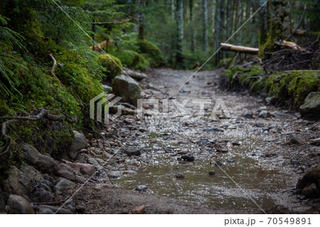 南八ヶ岳の苔蒸した登山道 南八ヶ岳の苔蒸した登山道 70549891