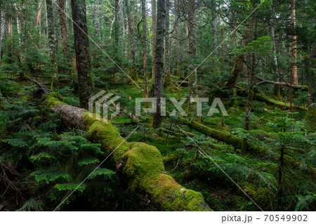 南八ヶ岳の苔蒸した登山道 南八ヶ岳の苔蒸した登山道 70549902
