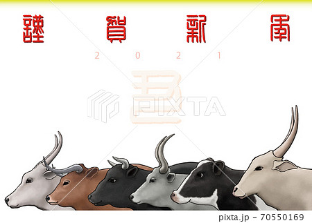 2021年 年賀状 丑年 牛の群れ 2021年 年賀状 丑年 牛の群れ 70550169