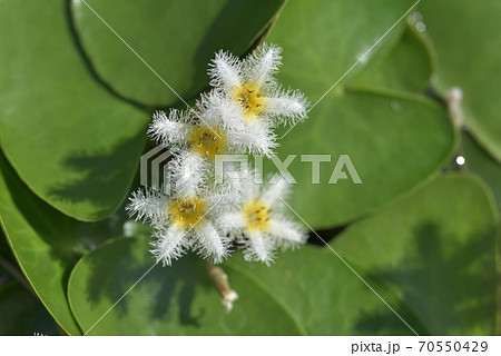 ガガブタ ガガブタ 70550429