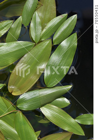 オヒルムシロ 70550431