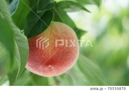 福島の桃 福島の桃 70550870