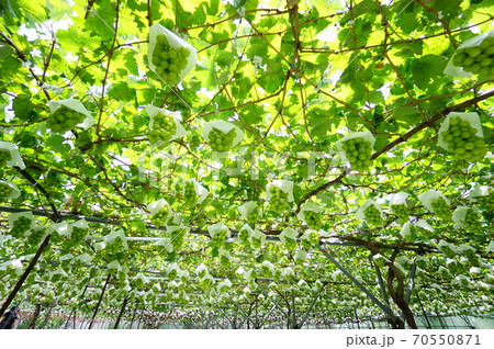 たわわに実るシャインマスカット 70550871