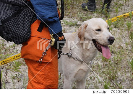 防災訓練に参加した、災害救助犬 70550905