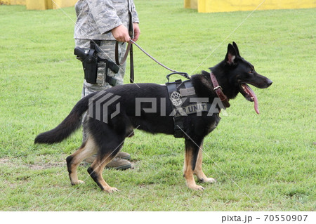 在日米軍の警備犬 在日米軍の警備犬 70550907
