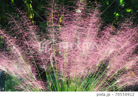 花火の様なイタリアングラス 逆光に透けるイタリアングラス 花火の様なイタリアングラス 逆光に透けるイタリアングラス 70550912