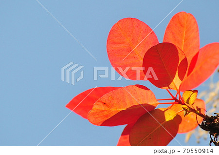 紅葉した煙の木 青空背景 スモークツリーの紅葉の写真素材