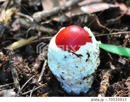 紅いたまご茸（茶色背景）　ニョキっと生えたタマゴ茸 70550915