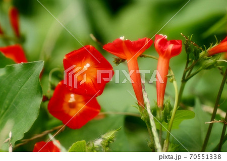 野の花：ヒルガオ科：ホシアサガオ：天の川の土手 70551338