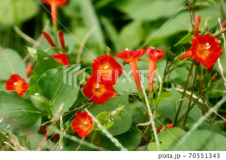 野の花：ヒルガオ科：ホシアサガオ：天の川の土手 70551343