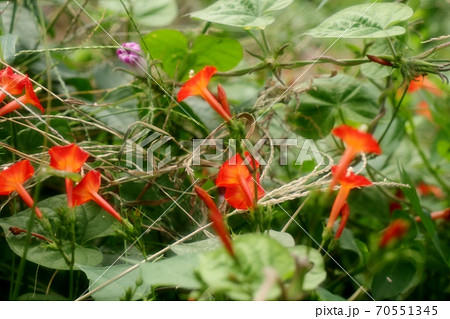 野の花：ヒルガオ科：ホシアサガオ：天の川の土手 70551345