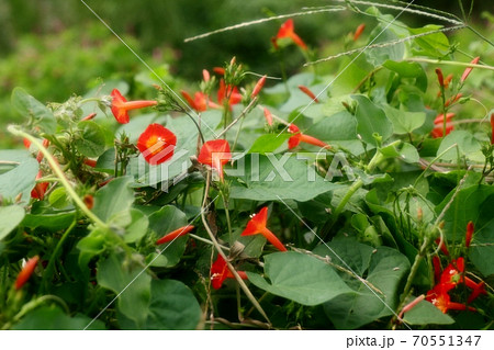 野の花：ヒルガオ科：ホシアサガオ：天の川の土手 70551347