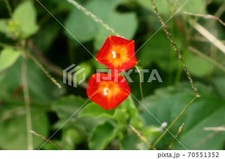野の花：ヒルガオ科：ホシアサガオ：天の川の土手 70551352
