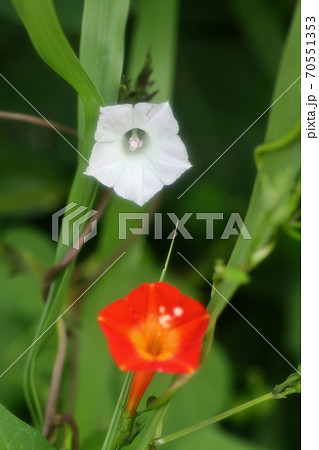 野の花 ヒルガオ科 ホシアサガオ 天の川の土手の写真素材
