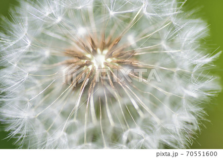タンポポの綿毛 タンポポの綿毛 70551600