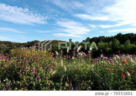 里山ガーデンの初秋 70551601