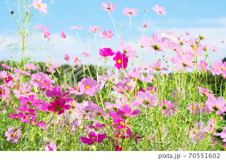 里山ガーデンの初秋 里山ガーデンの初秋 70551602