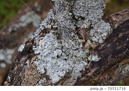 ウメノキゴケ ウメノキゴケ 70551716