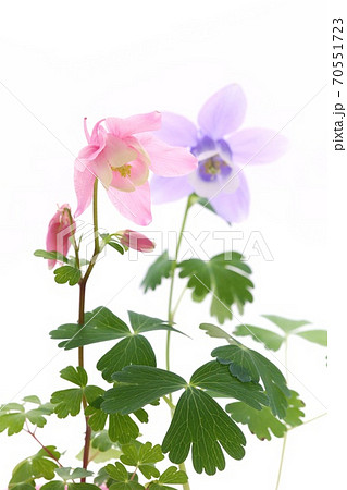 深山苧環 青花と赤花 白背景 山野草 深山苧環 青花と赤花 白背景 山野草 70551723