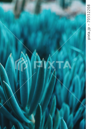 Close-up of a bluish kleinia mandraliscae plant 70552208
