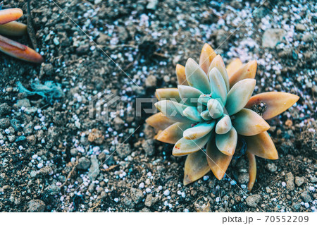 Close-up of a yellowish fleshy plant of sedum sediforme 70552209