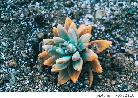 Close-up of a yellowish fleshy plant of sedum sediforme 70552210