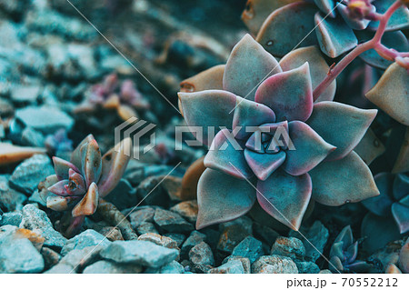Close-up of a fleshy flower of graptopetalum paraguayense 70552212