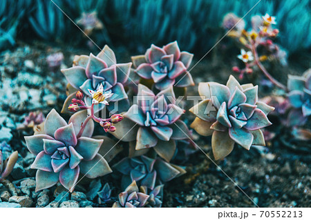 Close-up of some graptopetalum paraguayense flowers and a beautiful bud growing on it 70552213