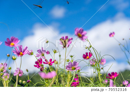 揚羽蝶と蜻蛉と秋桜 揚羽蝶と蜻蛉と秋桜 70552316