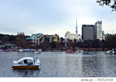 秋から冬の上野恩賜公園　不忍池から見るボートとスカイツリー 70552430