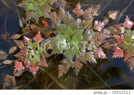 ヒメビシ 葉模様 ヒメビシ 葉模様 70552511