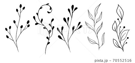 Vector branches and leaves. Hand drawn floral elements. Vintage botanical illustrations.Floral branch with berry.  70552516