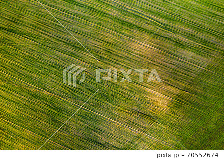 Bird's-eye view of a green field .Sowing campaign in Belarus.Nature Of Belarus.Own green field at sunset Bird's-eye view of a green field .Sowing campaign in Belarus.Nature Of Belarus.Own green field at sunset 70552674