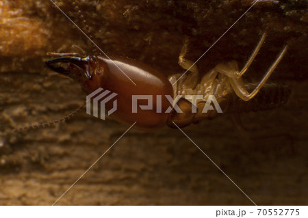 Close up termite soldiers 70552775