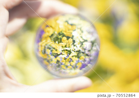 グラスボールに映りこむ花 グラスボールに映りこむ花 70552864