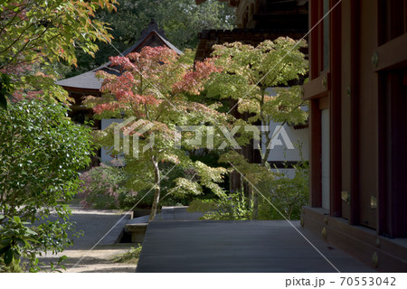 円成寺　境内の紅葉 70553042