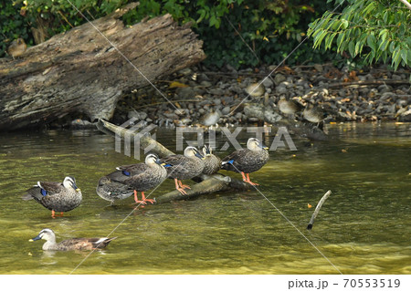 カルガモ 70553519