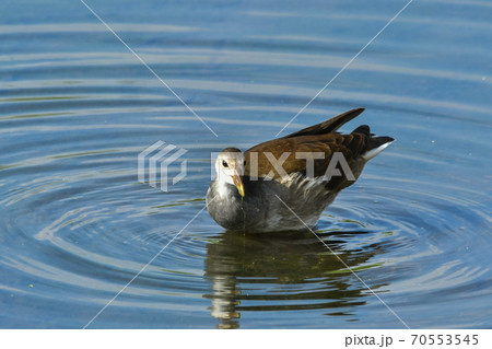 バン バン 70553545