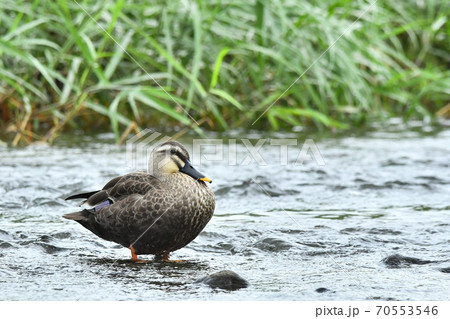 カルガモ 70553546