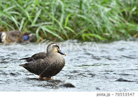 カルガモ 70553547