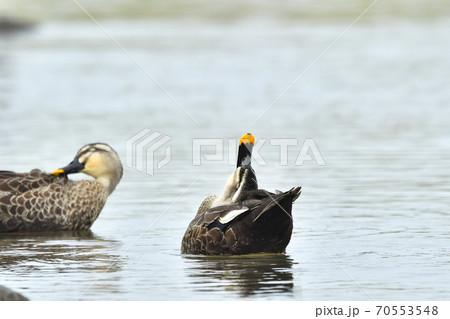 カルガモ 70553548