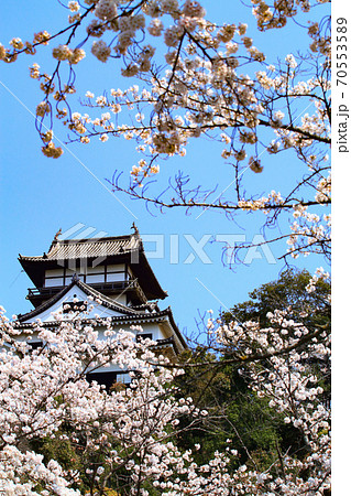 春の犬山市、犬山城と桜の風景 春の犬山市、犬山城と桜の風景 70553589