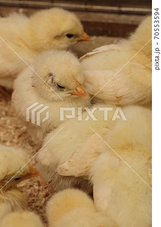 小動物ヒナ 70553594