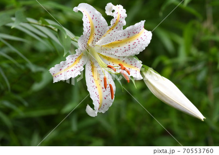 ヤマユリ2 ヤマユリ2 70553760