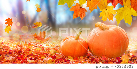 Thanksgiving pumpkins on autumn leaves background Thanksgiving pumpkins on autumn leaves background 70553905