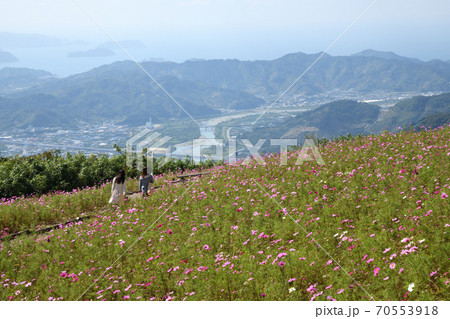 鷲ヶ峰コスモスパークから有田川を望む 70553918
