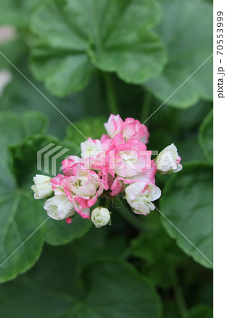 一房のベゴニア ピンクの花の写真素材