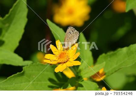 昆虫：蝶：ベニシジミ：シジミチョウ科：花畑 70554246